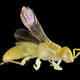 Image for article titled These Exquisite Bee Photographs Reveal Every Delicate Hair, Antenna, and Wing
